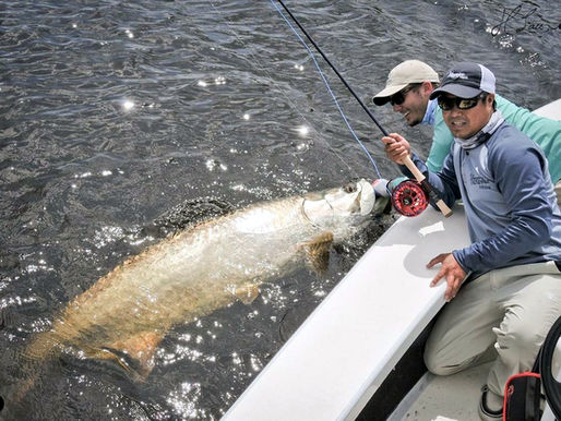Fly rod caught Tarpon