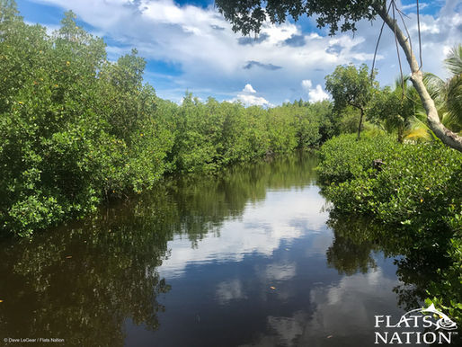 Mangrove creek