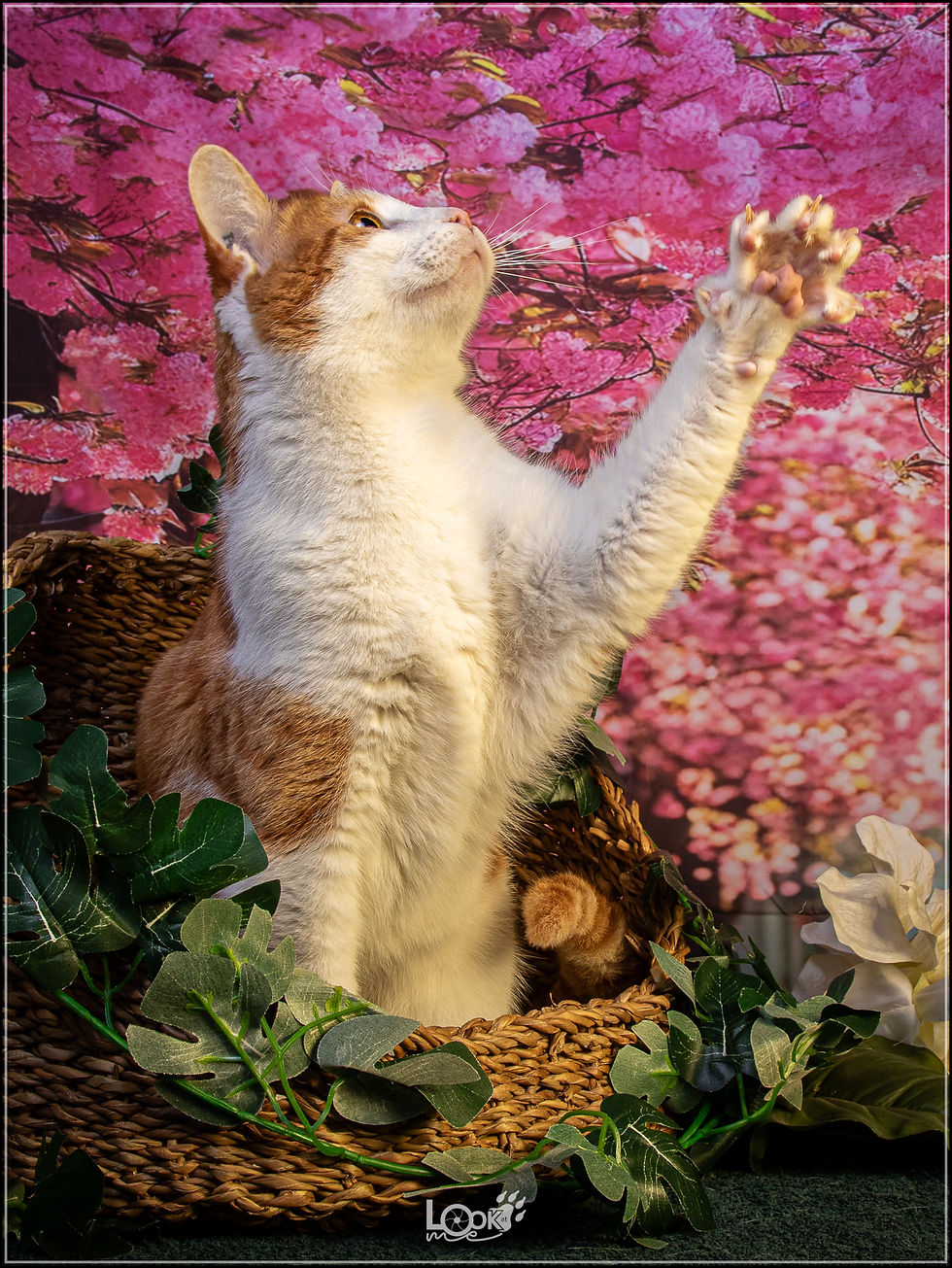 Photo de chat qui lève la patte