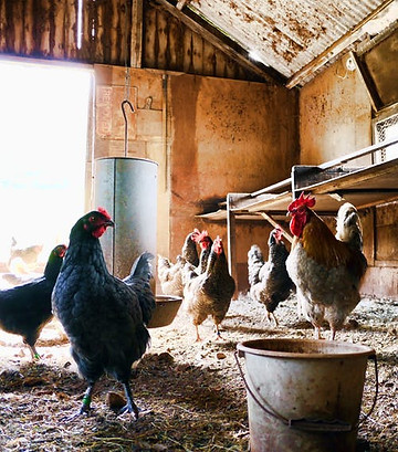 Les poules ont besoin de peu d'eau. L'importance de l'eau lors de l'effondrement