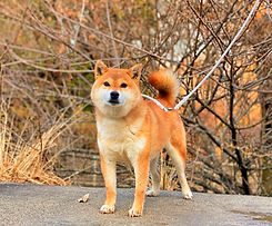 ヤマ