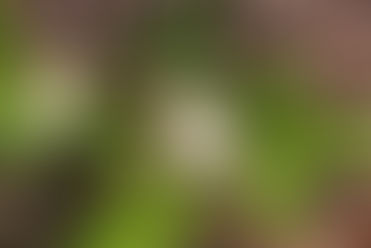 Native Plant of the Week: Wild Strawberry