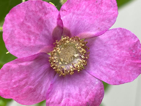 Native Plant of the Week: Flowering Raspberry