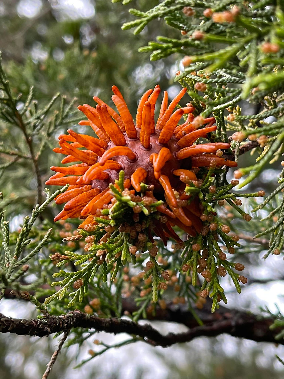 Cedar-Apple Rust on Juniper