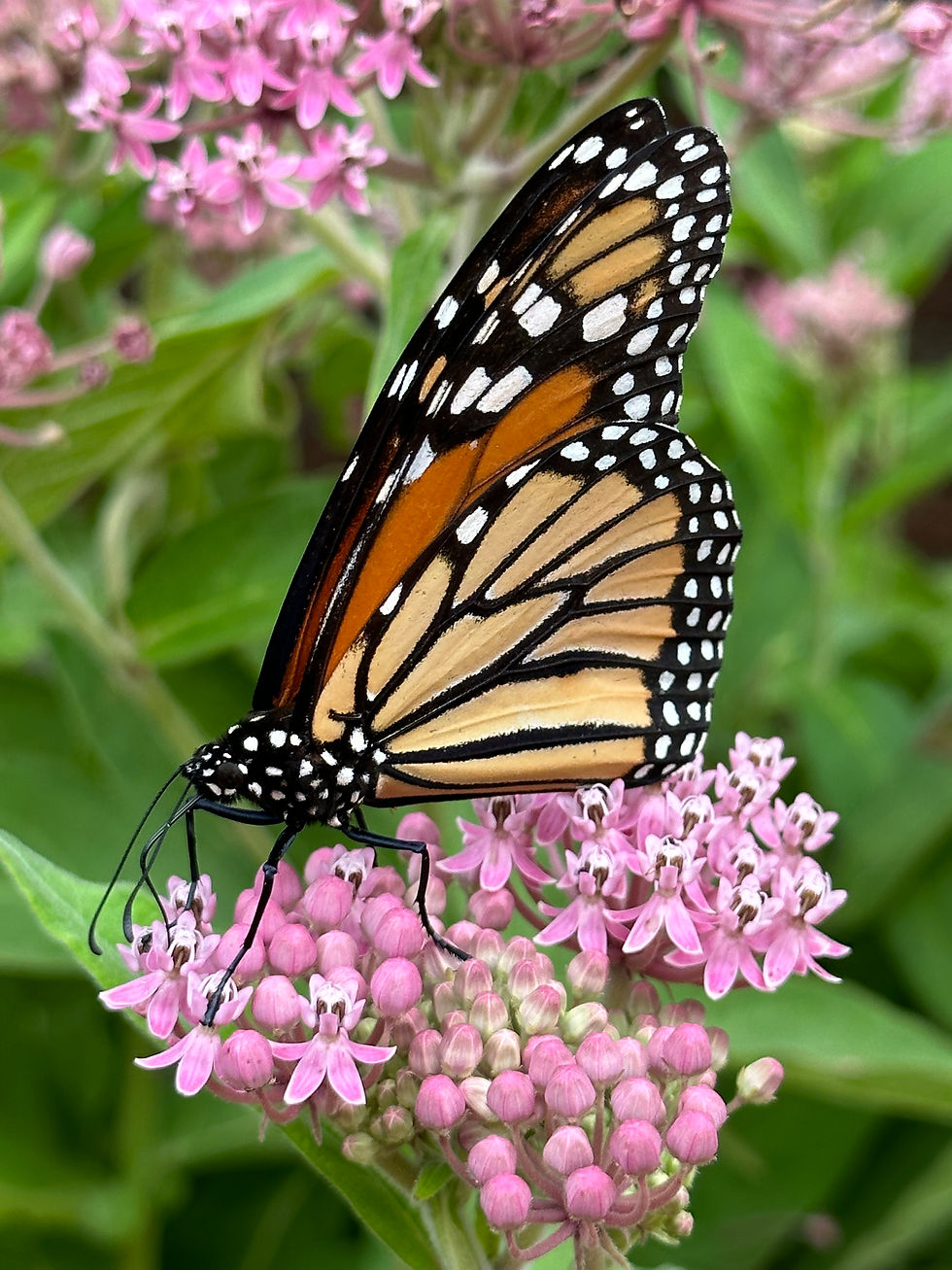 Monarch