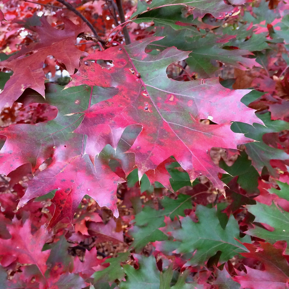Garden Obstacles: Why Do Leaves Change Colors in the Fall?