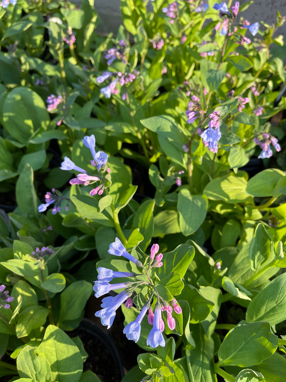 Virginia Bluebells - Mertensia virginiana