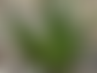 Native Plant of the Week: Nodding Onion