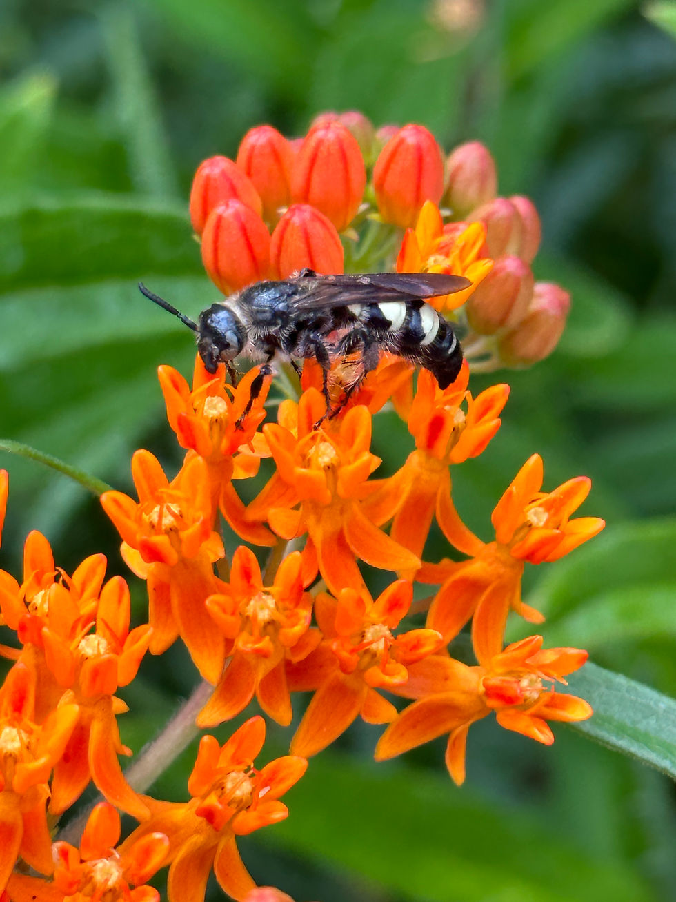 Feather-legged scoliid wasp