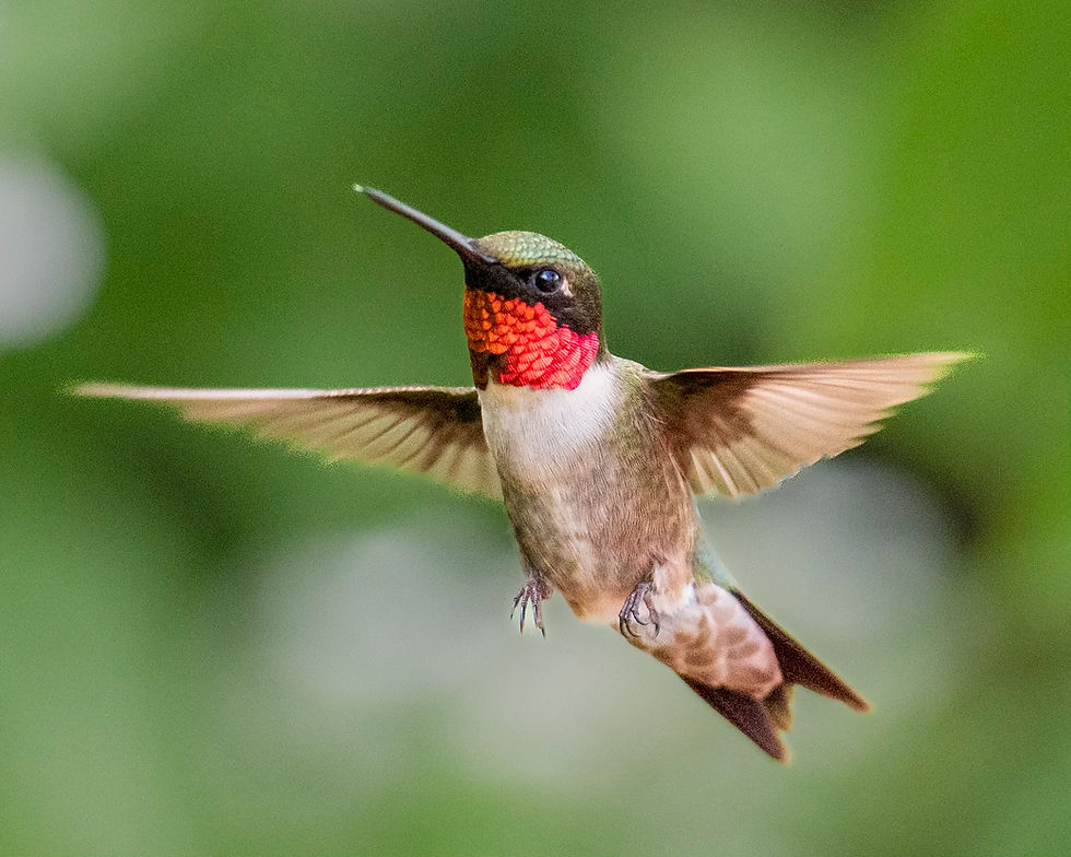 Garden Obstacles: Best Native Plants to Attract Hummingbirds