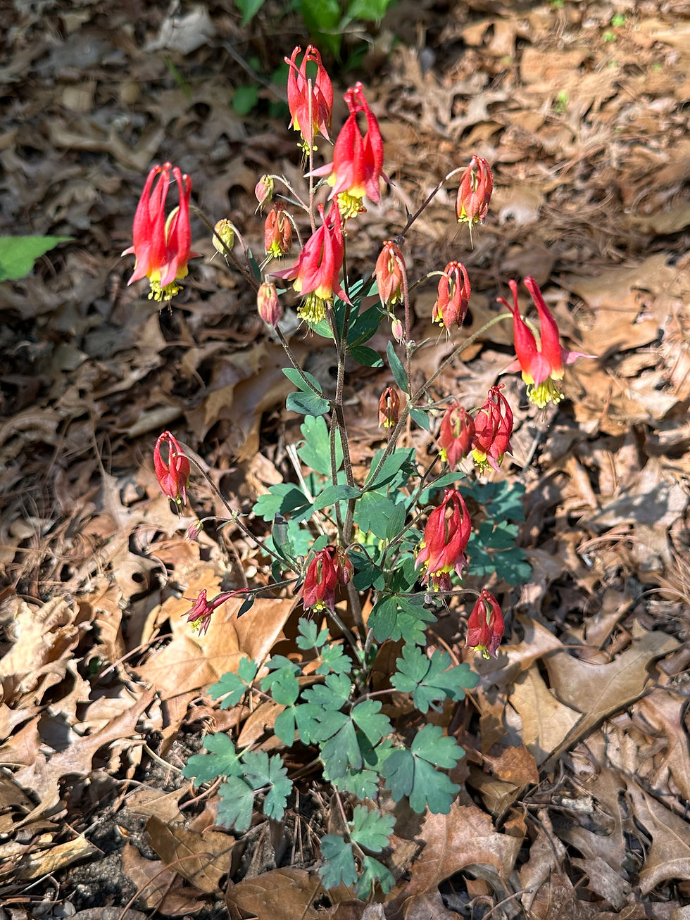 Photo: KMS Native Plants