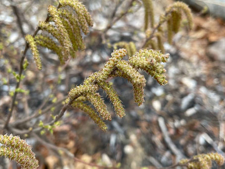 Native Plant of the Week: Sweet Fern