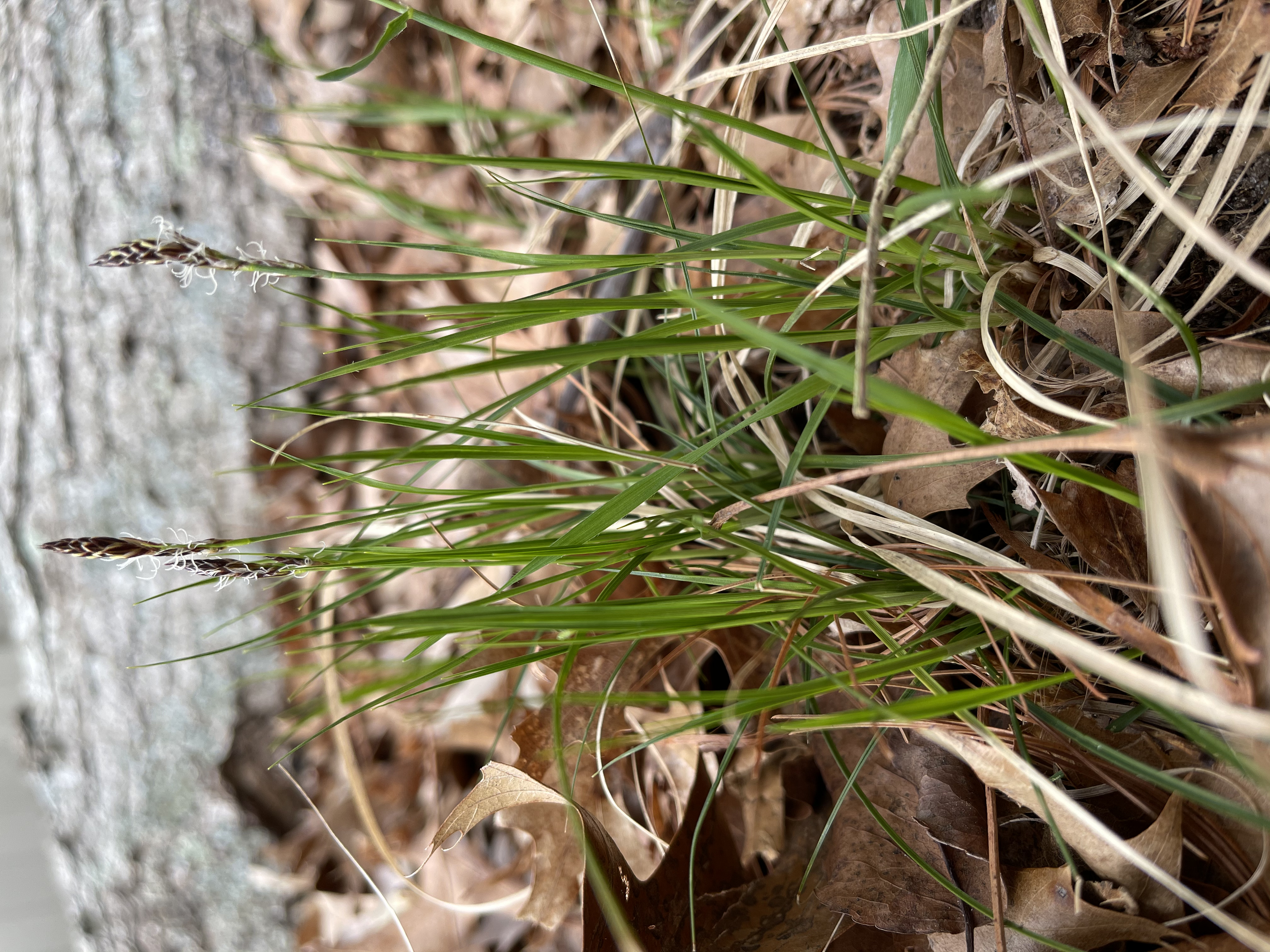 What's Your Favorite Native Plant! content media