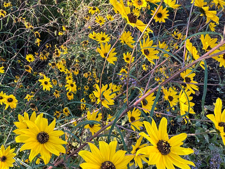 Native Plant of the Week: Swamp Sunflower