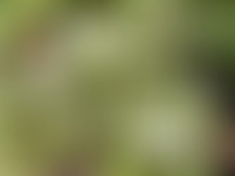 Native Plant of the Week: Virgin's Bower