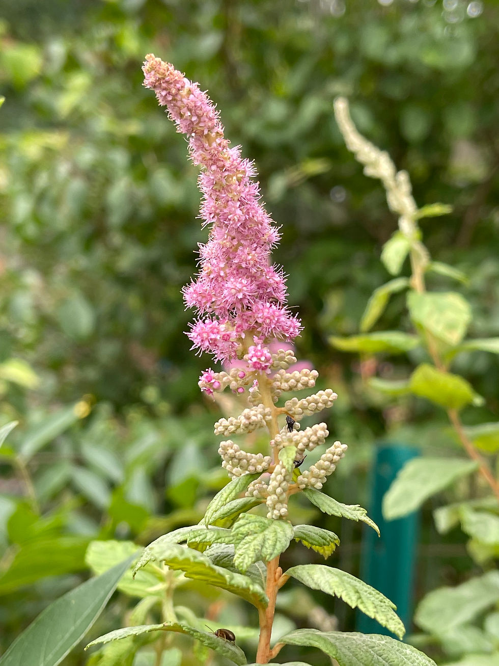 Flower of Steeplebush Photo: KMS Native Plants