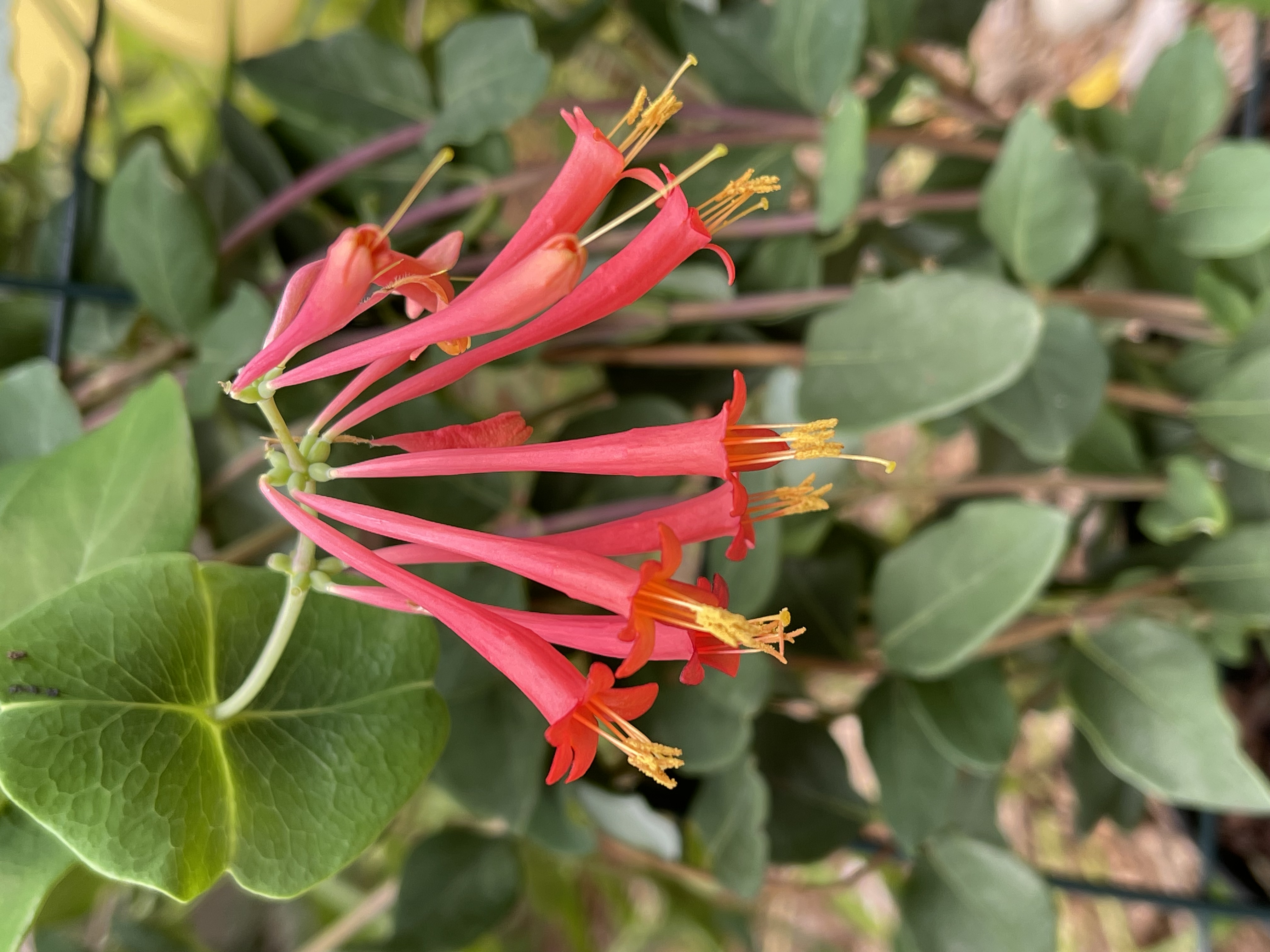 Lonicera sempervirens - Coral Honeysuckle content media
