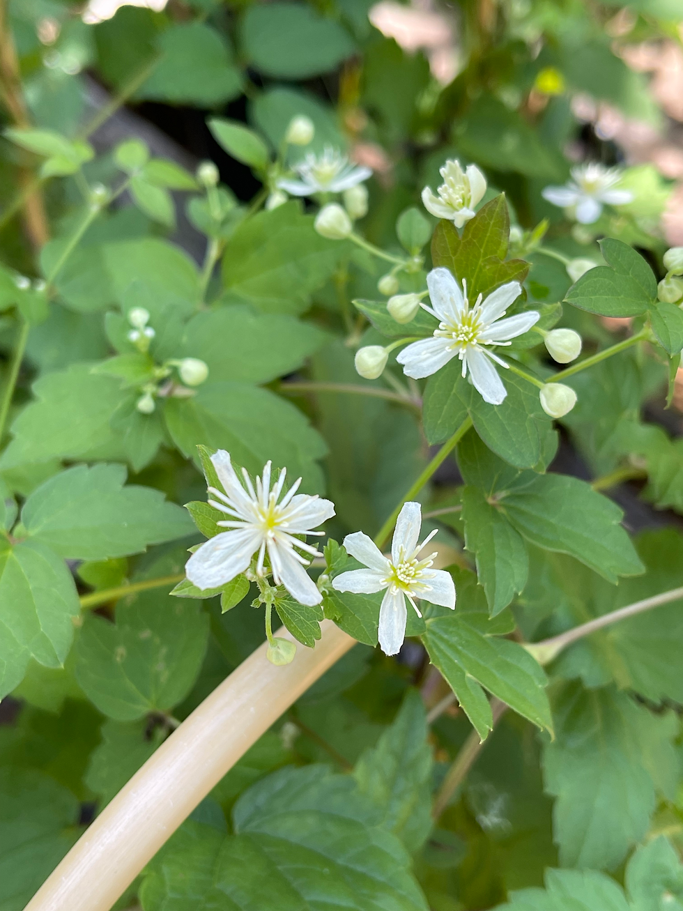 Woodbine - Clematis virginiana