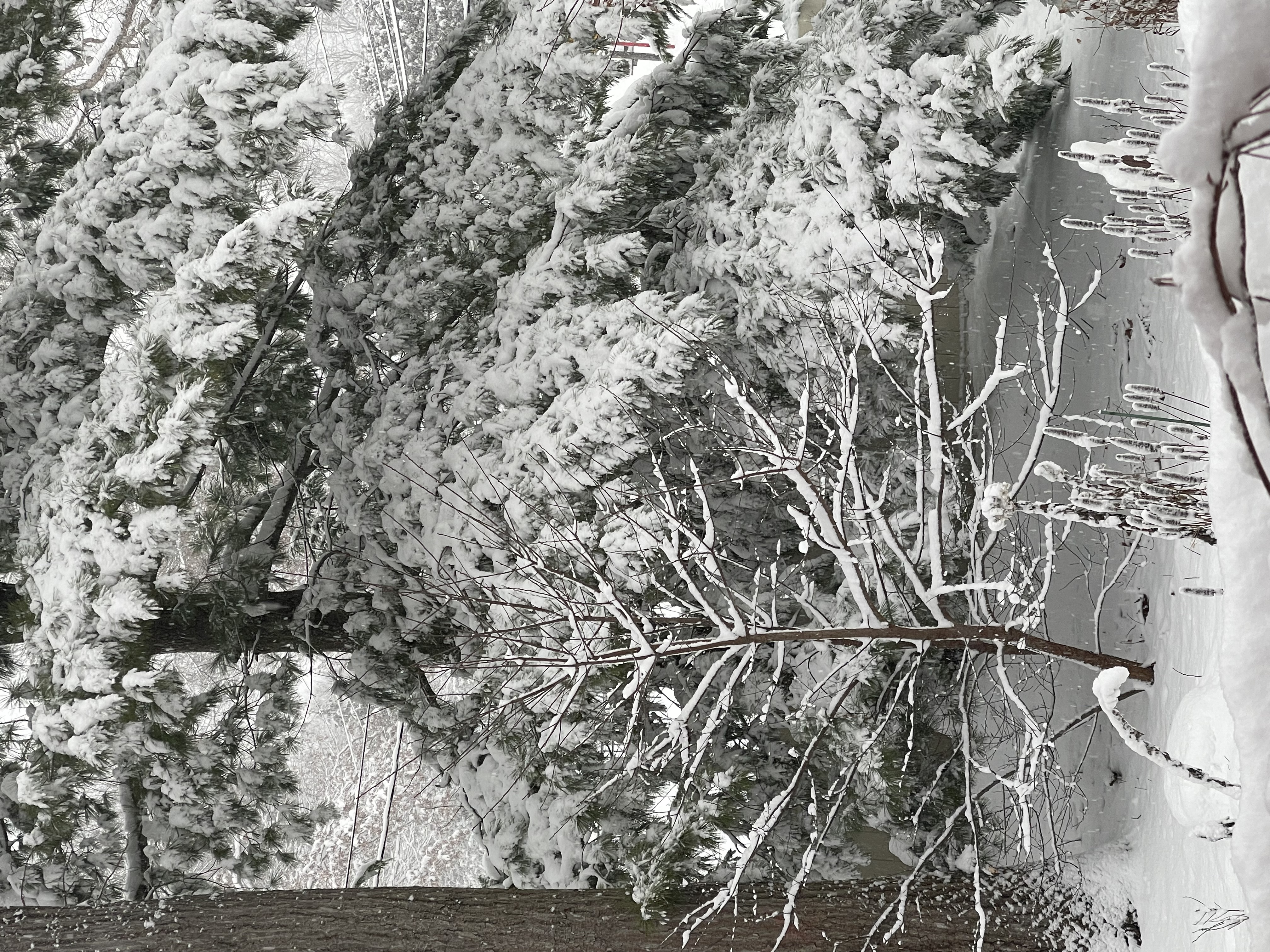 Planning the Garden in Winter content media