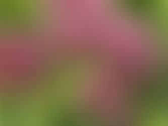 Native Plant of the Week: Swamp Milkweed