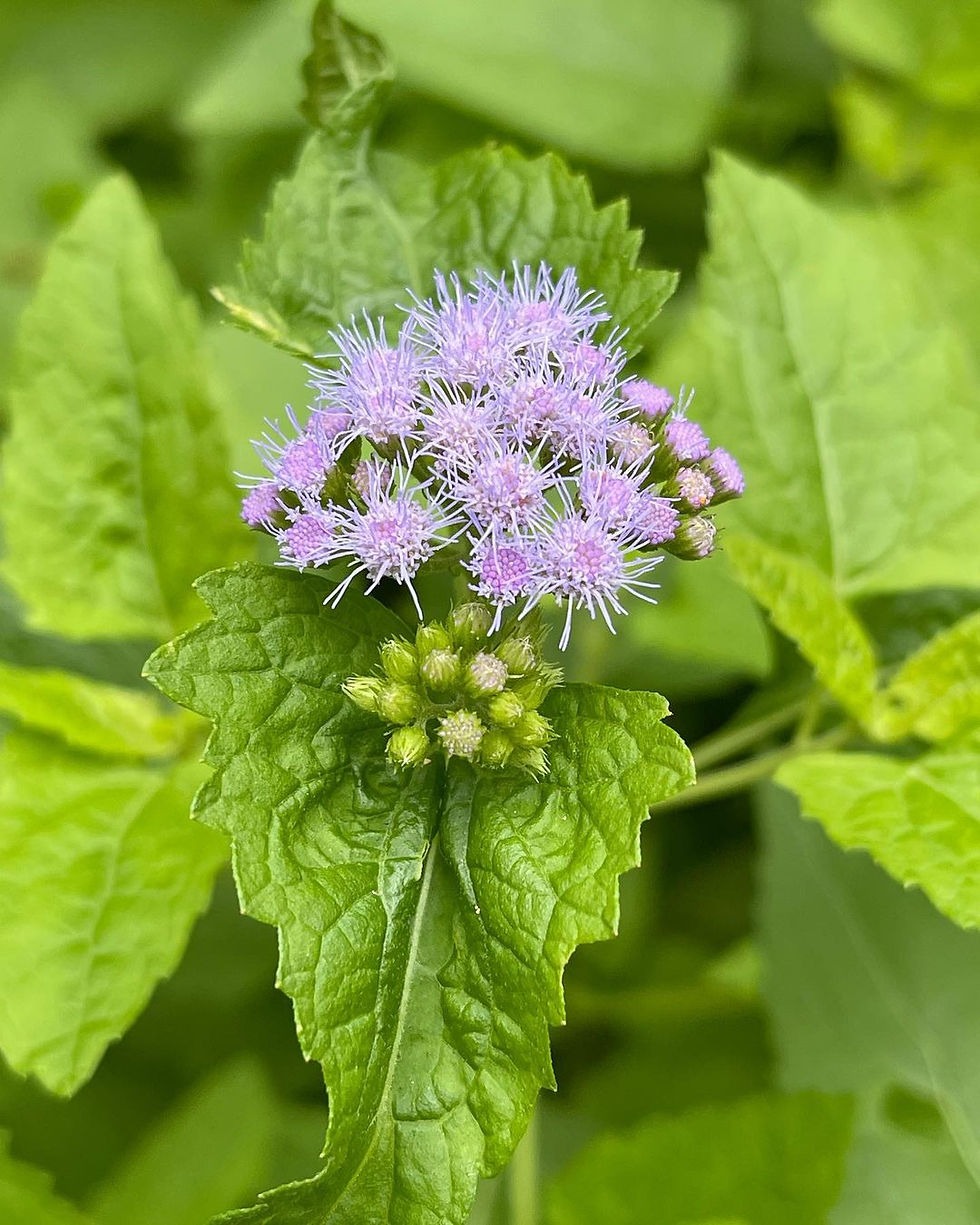 Blue Mist Flower - Conoclinium coelestinum
