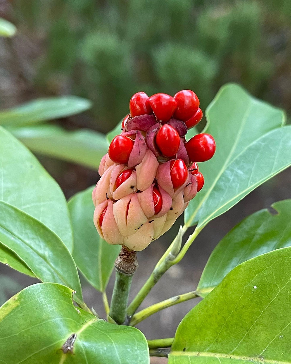 Magnolia virginiana seeds