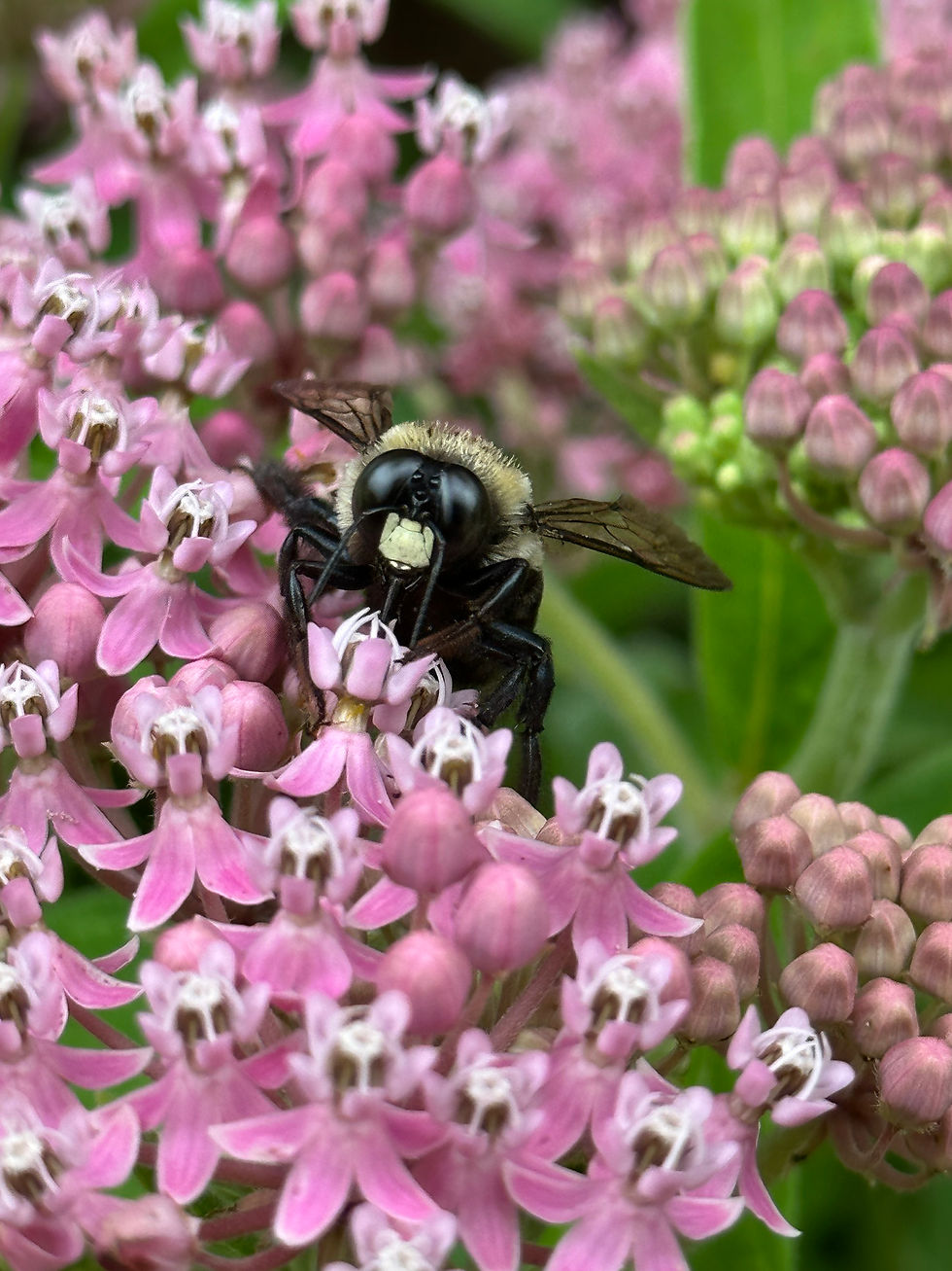 Male Carpenter bee