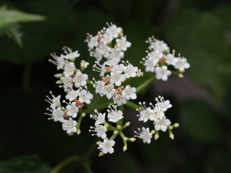 Native Plant of the Week: Arrowwood