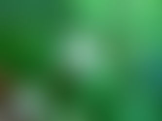 Native Plant of the Week: Common Winterberry