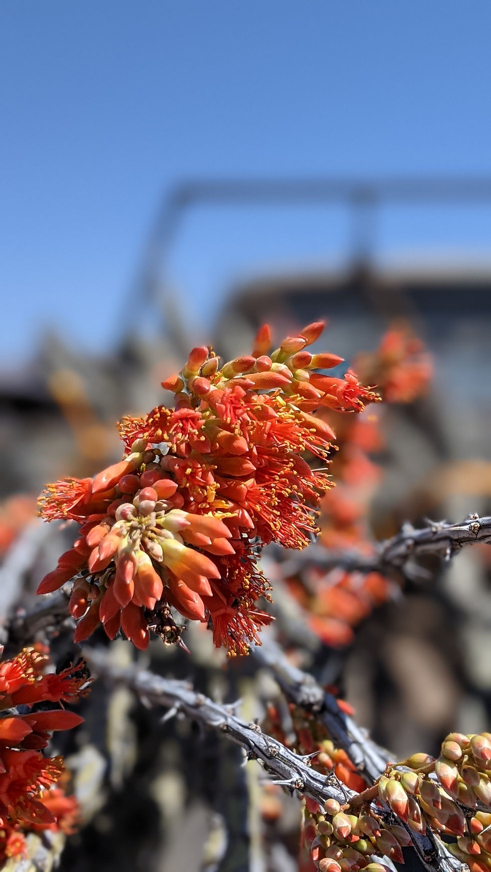 Thumbnail: Ocotillo - 5ft