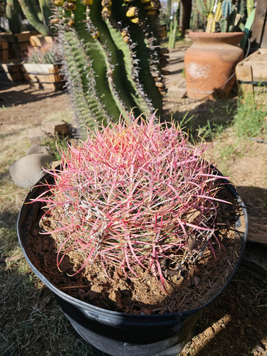 California Fire Barrel Cactus | Ocotillo Joe, LLC