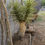 Thumbnail: Joshua Tree (Small)
