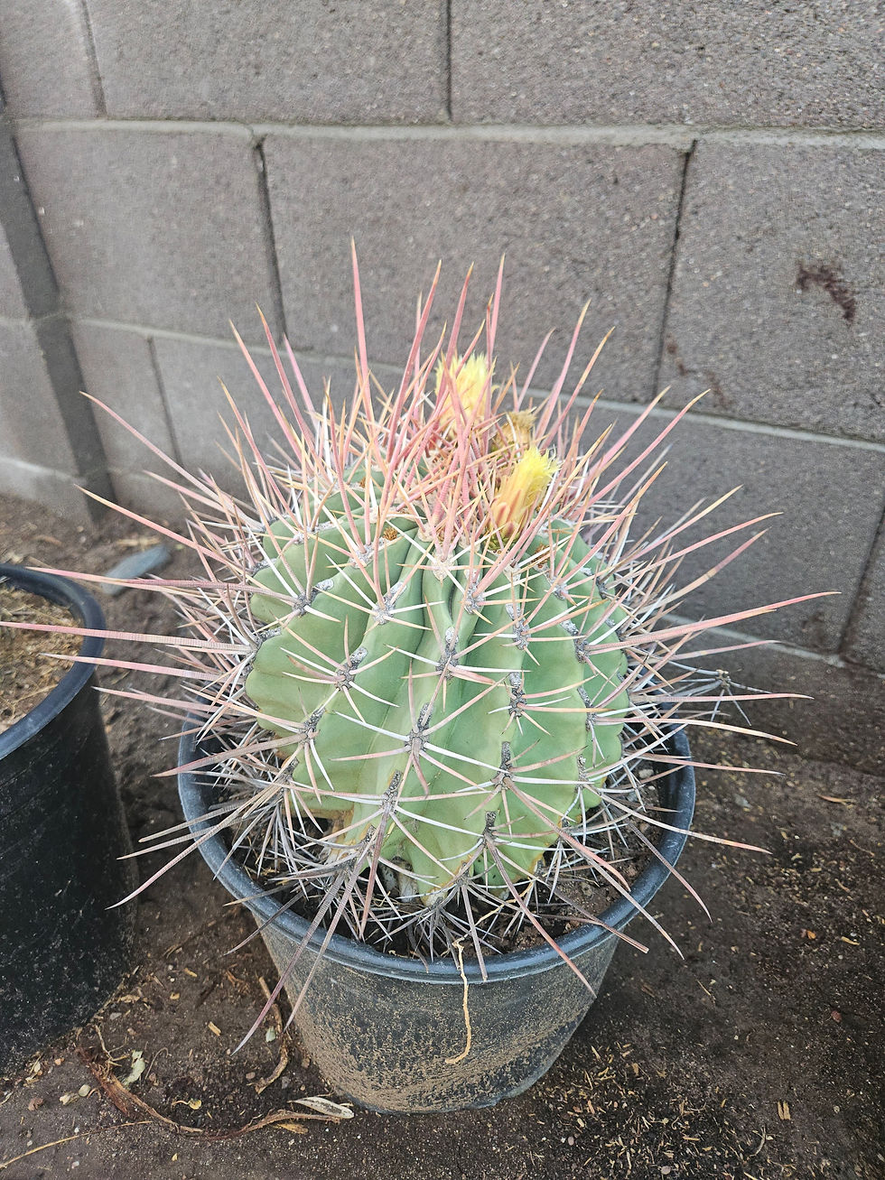 Thumbnail: Long-Spine Barrel Cactus