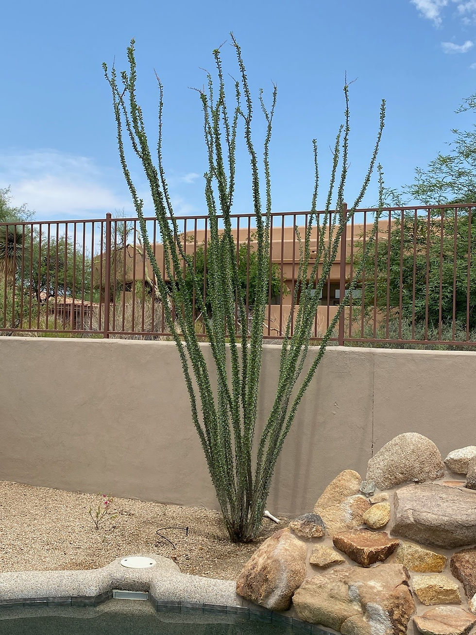 Ocotillo Joe LLC Ocotillos 821 South Farmer Avenue, Tempe, AZ, USA