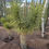 Thumbnail: Joshua Tree (Small)