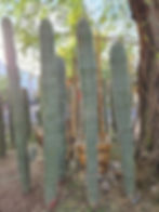 Thumbnail: Cardon Cactus