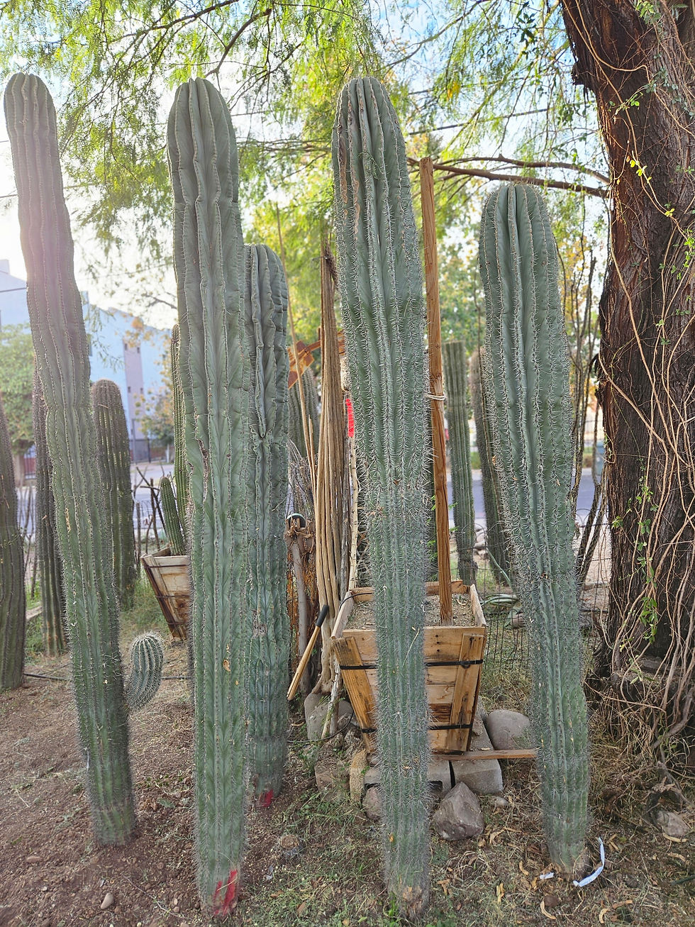 Thumbnail: Cardon Cactus