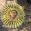 Thumbnail: Golden Barrel Cactus