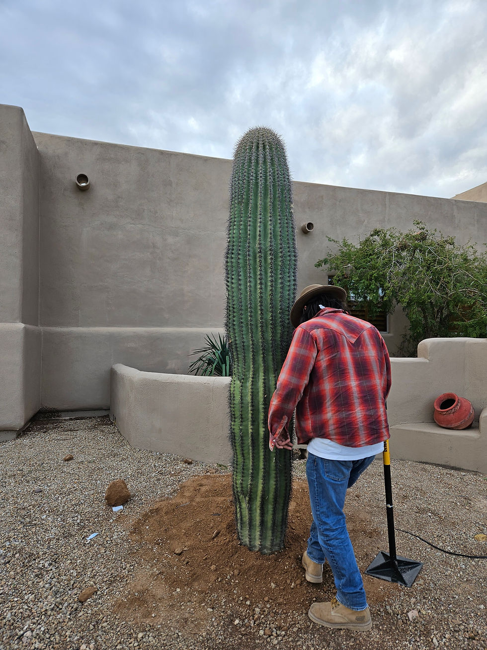 Ocotillo Joe LLC Ocotillos 821 South Farmer Avenue, Tempe, AZ, USA