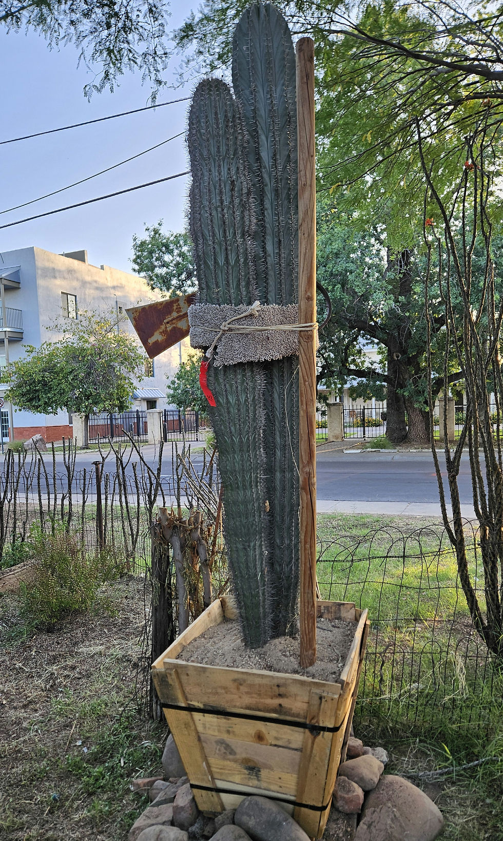 Plant Sales Ocotillo Joe, LLC
