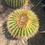 Thumbnail: Golden Barrel Cactus