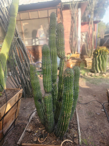 urethra cactus Stenocereus thurberi