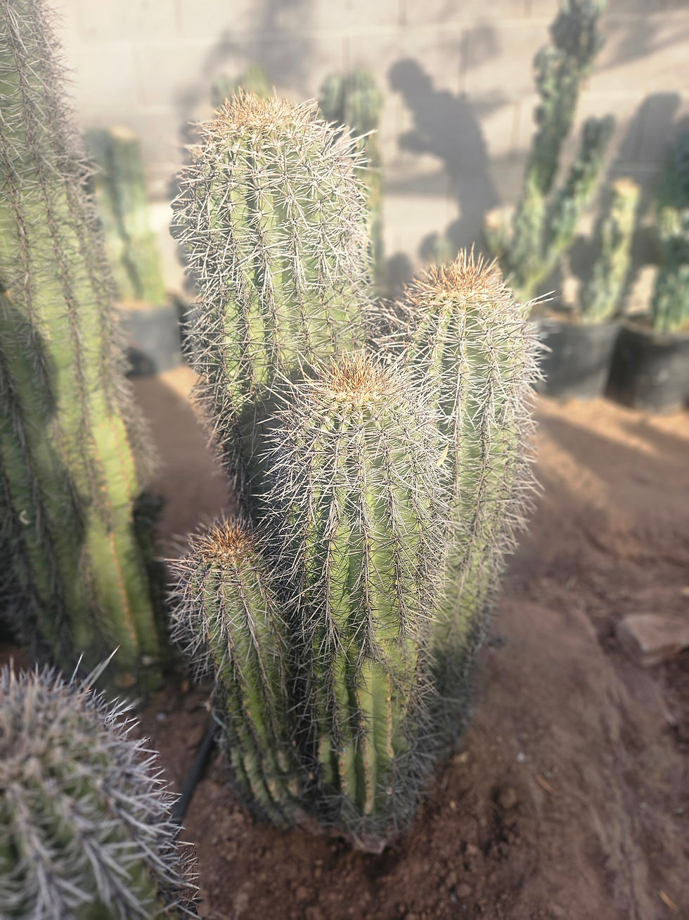 Thumbnail: Saguaro Specimens