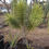 Thumbnail: Joshua Tree (Small)