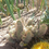 Thumbnail: Echinocereus engelmannii clusters