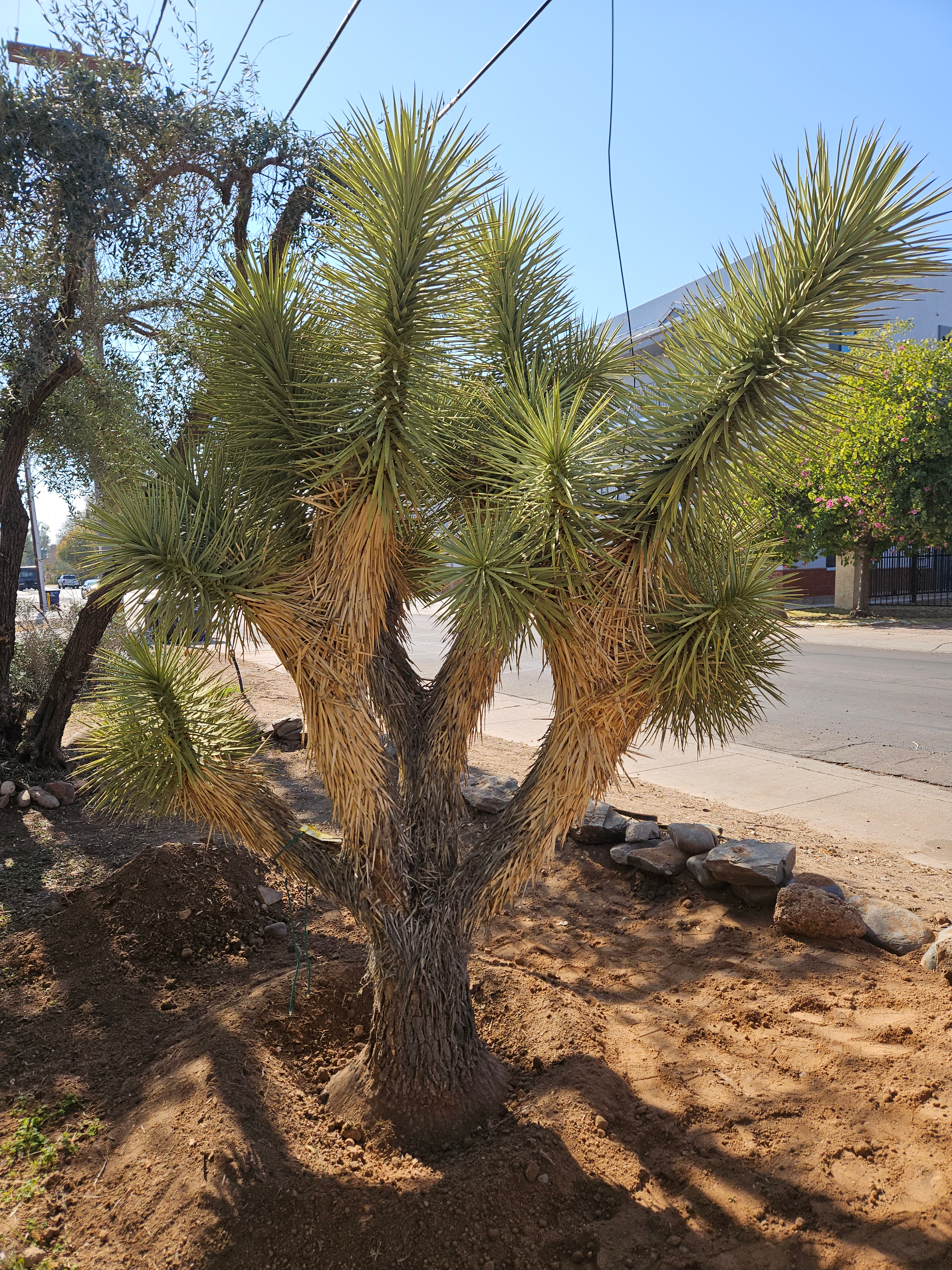 Joshua Tree Specimens