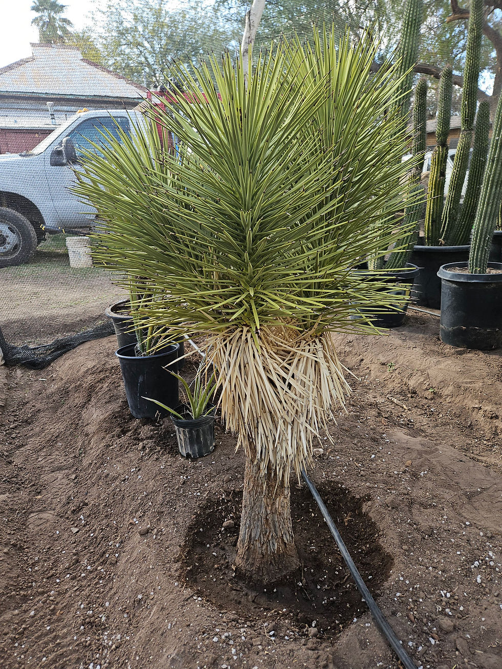 Joshua Tree (Small)