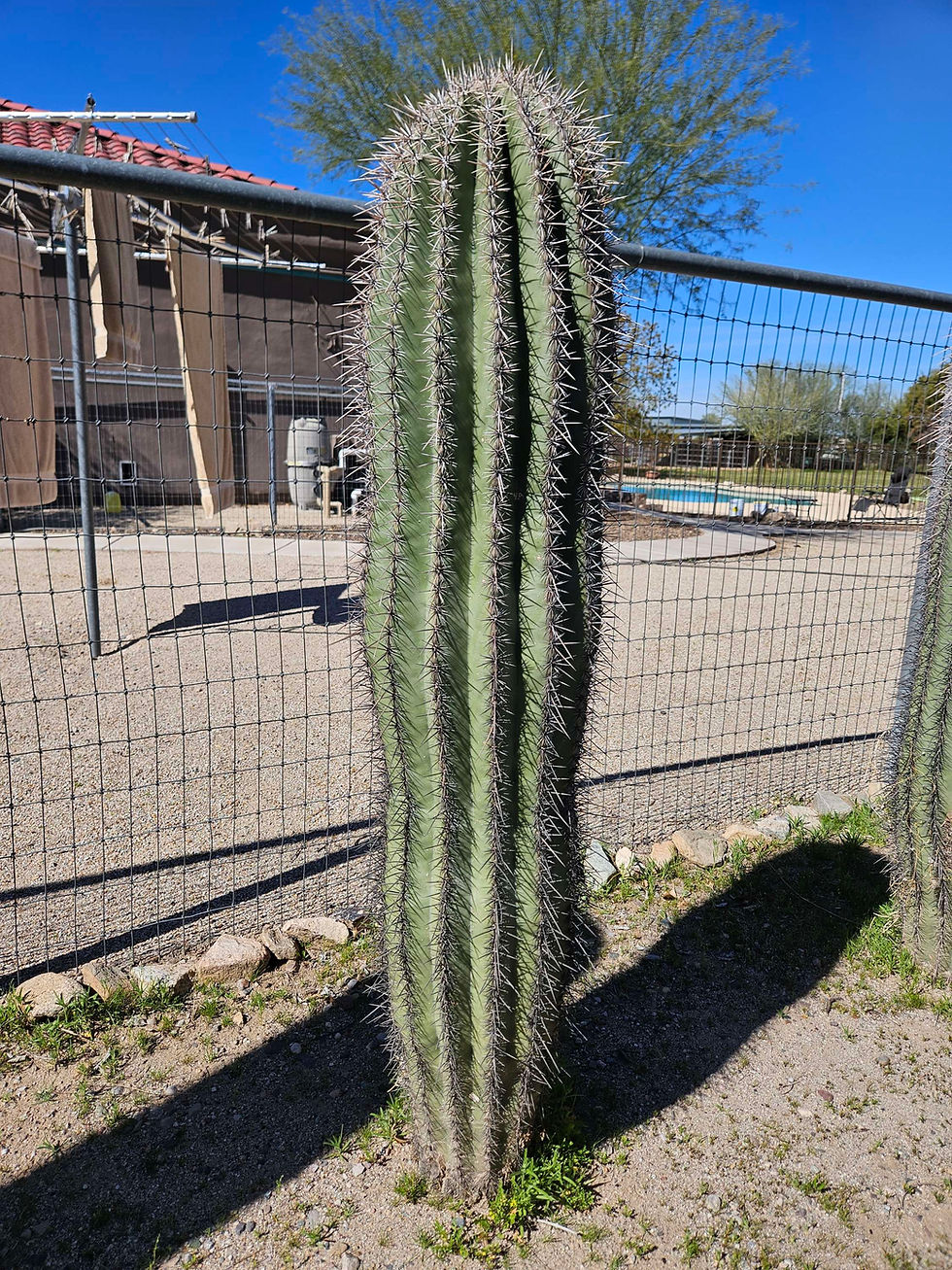 Ocotillo Joe LLC Ocotillos 821 South Farmer Avenue, Tempe, AZ, USA