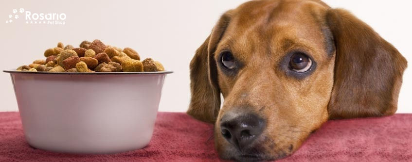 O cachorro não quer comer? Confira algumas dicas para reverter isso!