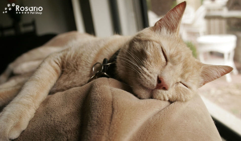 Por que os gatos dormem tanto?